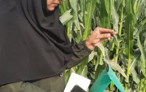 کرم برگ‌خوار به جان مزارع ذرت فاریاب افتاد