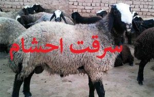 احشام سرقتی در کمتر از ۱۲ساعت توسط پلیس فاریاب کشف شد