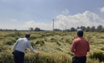 بازدید میدانی مدیر جهاد کشاورزی شهرستان فاریاب از مزارع خسارت دیده ناشی از بارندگی و سیل