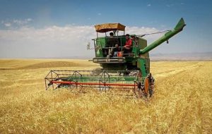 ۳۵ هزار تن گندم از مزارع فاریاب  برداشت میشود