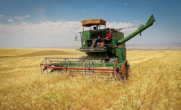 ۳۵ هزار تن گندم از مزارع فاریاب  برداشت میشود