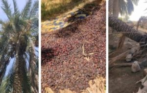 خسارت باد و باران به خرمای شهرستان فاریاب